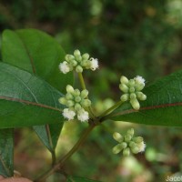 Gynochthodes umbellata (L.) Razafim. & B.Bremer